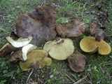 Boletinellus merulioides image