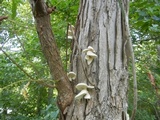 Pleurotus pulmonarius image