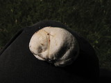 Bovista plumbea image