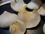 Pleurotus pulmonarius image