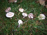 Inocybe whitei image