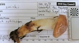 Gomphidius smithii image