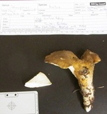 Jahnoporus hirtus image