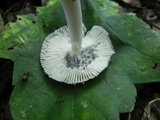 Amanita sect. Vaginatae image