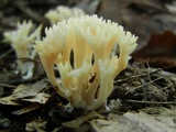 Ramariopsis kunzei image