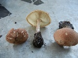 Echinoderma asperum image