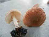 Echinoderma asperum image