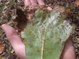 Cronartium quercuum image