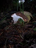 Jahnoporus hirtus image
