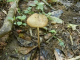 Oudemansiella incognita image