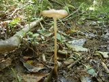 Oudemansiella incognita image