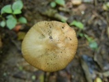 Oudemansiella incognita image