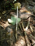 Oudemansiella incognita image