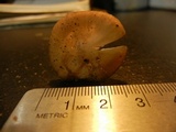 Oudemansiella incognita image