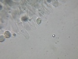 Oudemansiella incognita image