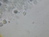 Oudemansiella incognita image