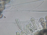 Oudemansiella incognita image