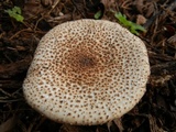 Echinoderma asperum image