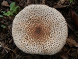 Echinoderma asperum image