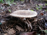 Echinoderma asperum image