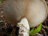 Echinoderma asperum image