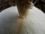 Echinoderma asperum image