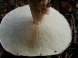 Echinoderma asperum image