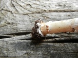 Echinoderma asperum image