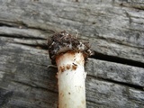 Echinoderma asperum image