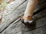 Echinoderma asperum image