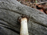 Echinoderma asperum image