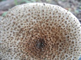 Echinoderma asperum image