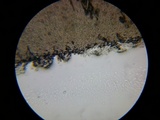 Echinoderma asperum image