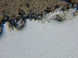 Echinoderma asperum image