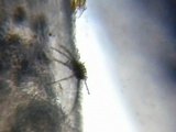 Echinoderma asperum image