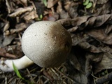 Agaricus pocillator image