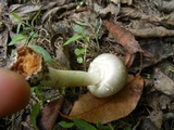 Agaricus pocillator image