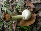 Agaricus pocillator image