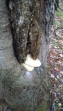 Tricholoma subresplendens image