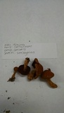 Cortinarius semisanguineus image
