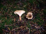 Hygrophoropsis aurantiaca image