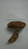 Boletus pallidus image