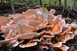 Laetiporus cincinnatus image
