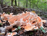Laetiporus cincinnatus image