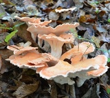 Laetiporus cincinnatus image