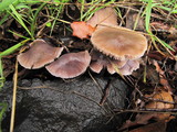 Mycena pura image