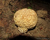 Sparassis crispa image