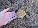 Sparassis crispa image