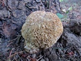 Sparassis crispa image