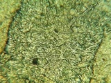 Hymenoscyphus calyculus image